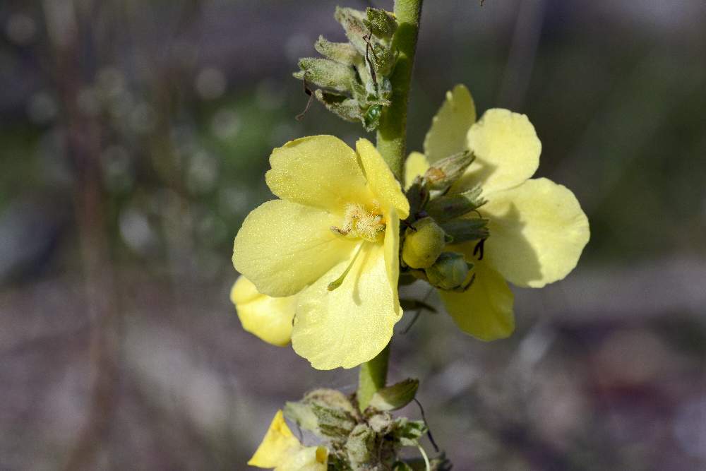 Verbascum sp.